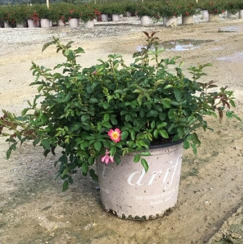 Rosa - Pink Drift® Rose