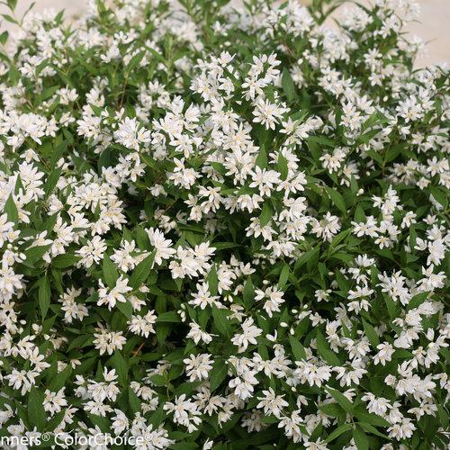Deutzia sp. - Yuki Snowflake® Deutzia