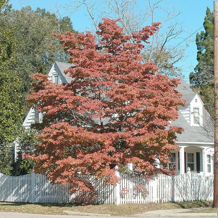 Cornus florida - Flowering Dogwood