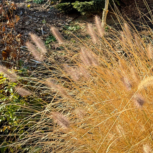 Pennisetum alopecuroides - Cayenne™ Fountain Grass