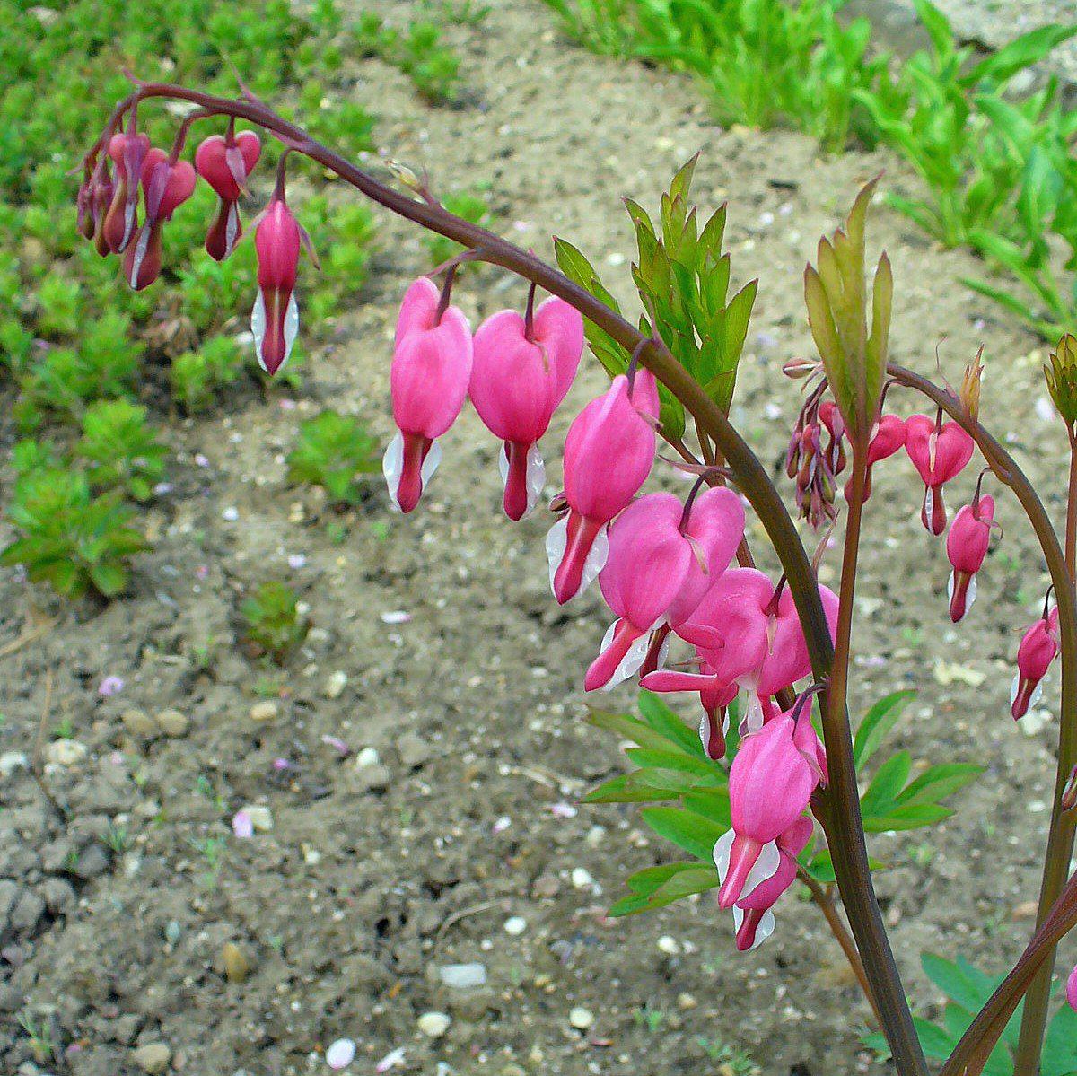 Dicentra spectabilis - Asian Bleeding Heart