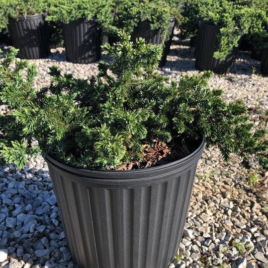 Juniperus conferta - Blue Pacific Shore Juniper