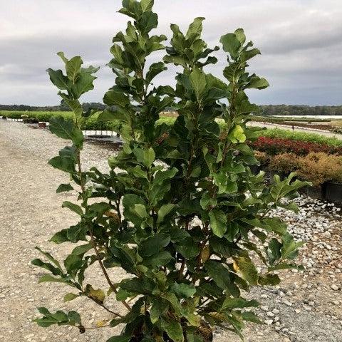 Magnolia - Ann