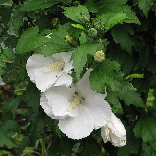 Hibiscus syriacus - Diana Hibiscus
