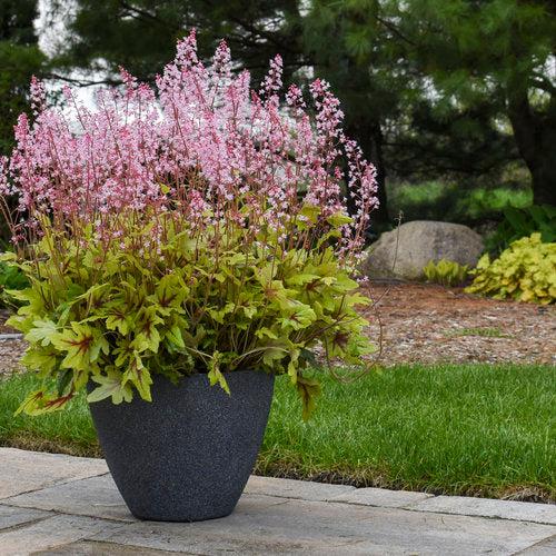 x Heucherella ‘Eye Spy’ - Fun and Games® Eye Spy Foamy Bells