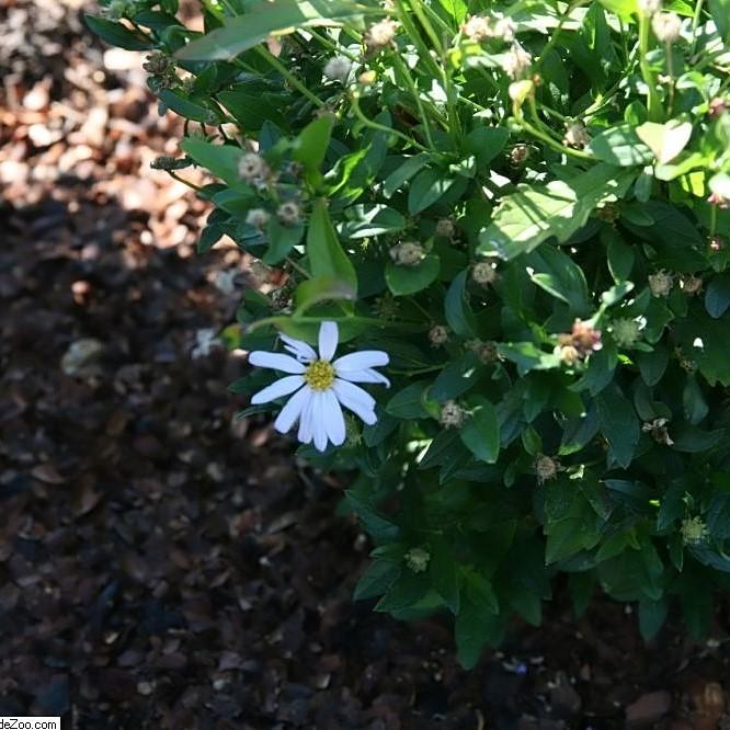 Kalimeris incisa - Blue Star Kalimeris