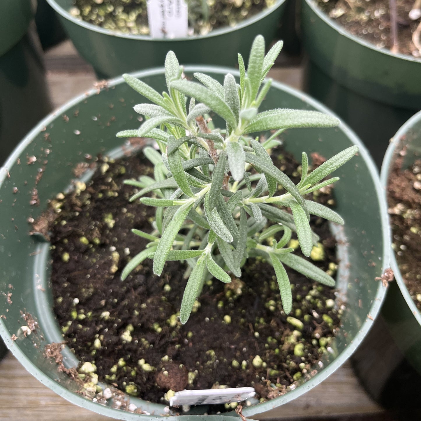 Rosmarinus officinalis - Arp Rosemary