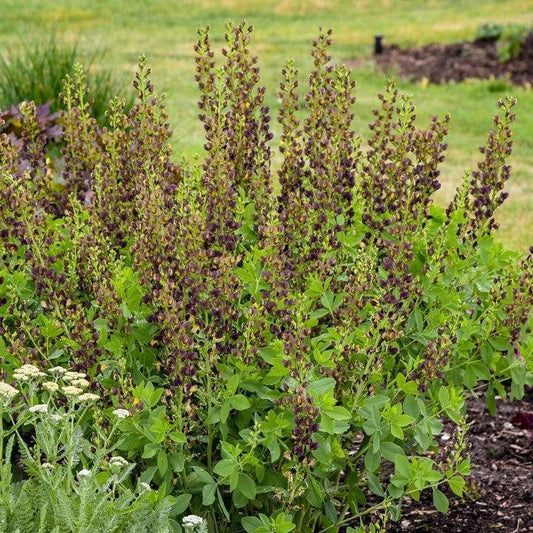 Baptisia - Decadence® Dark Chocolate False Indigo