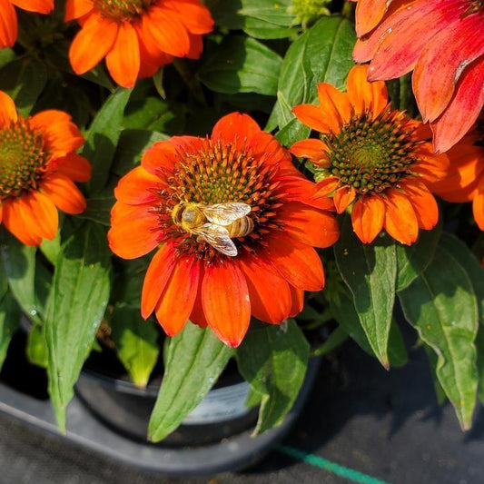 Echinacea - Sombrero® Fiesta Orange Coneflower