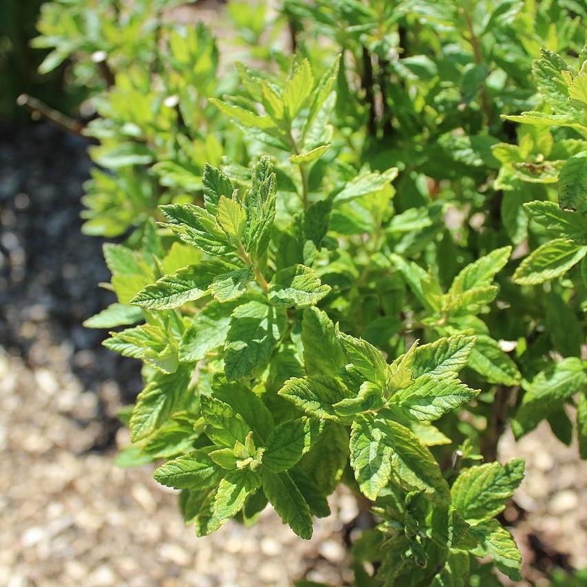 Spiraea tomentosa - Steeplebush