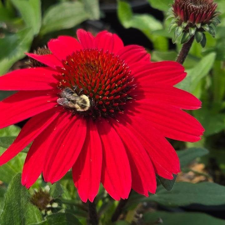 Echinacea purpurea - SunMagic® Vintage Hot Red Echinacea