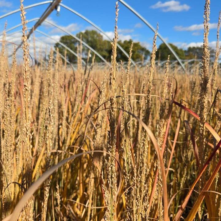 Panicum virgatum - Prairie Winds® Blue Spear Switch Grass
