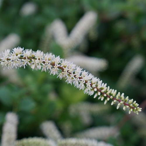 Itea virginica - Scentlandia® Sweetspire