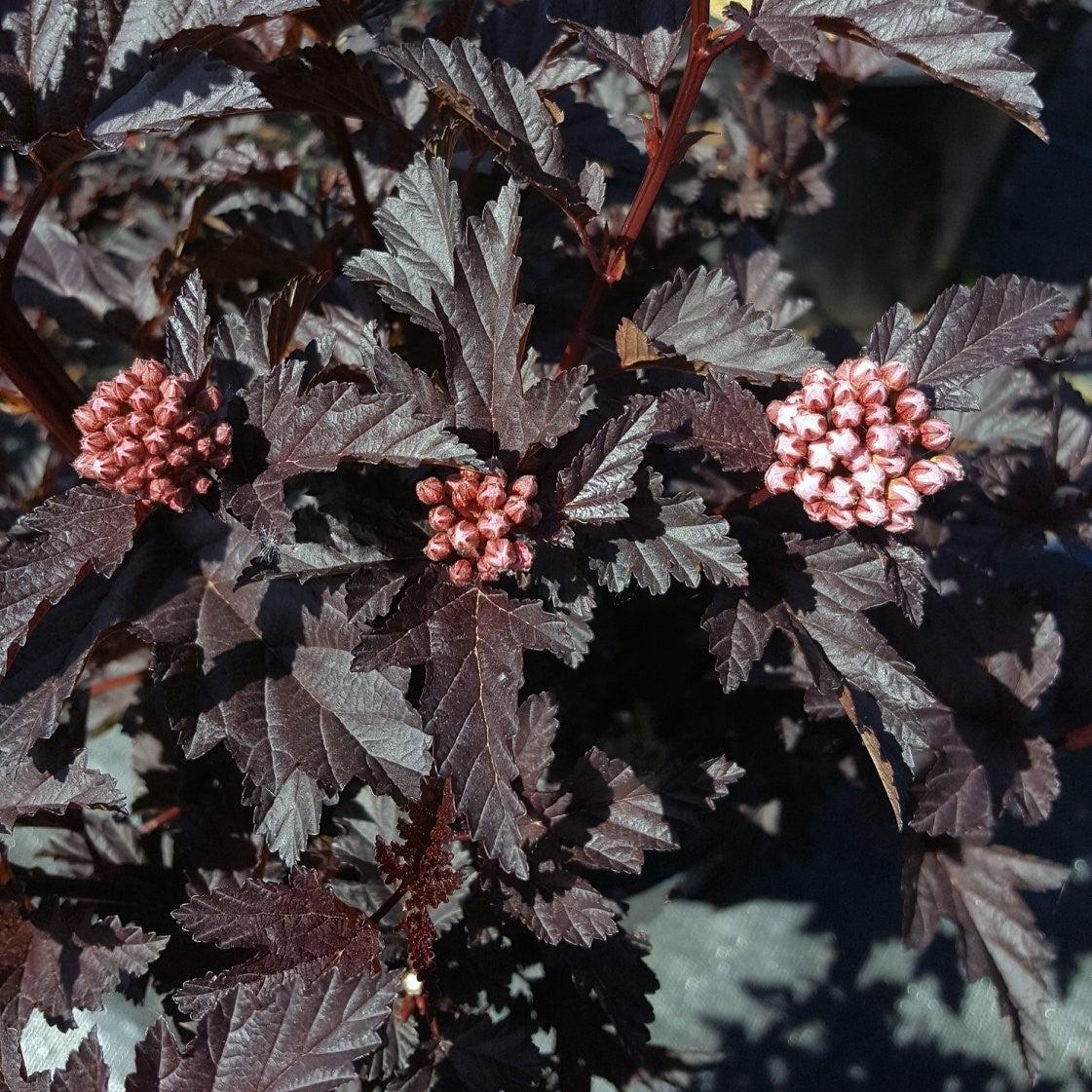 Physocarpus opulifolius - Bloomin' Easy® Panther Ninebark