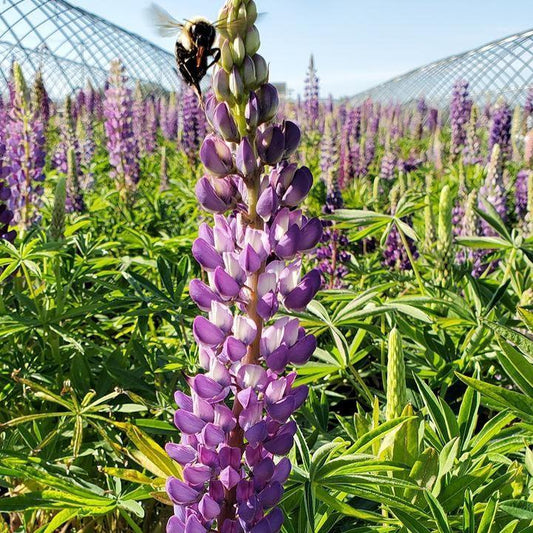Lupinus 'Gallery Blue'