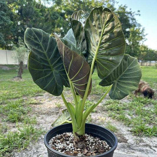 Alocasia - Regal Shield Alocasia