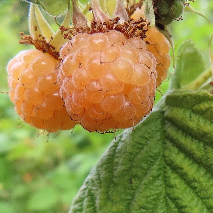 Rubus idaeus - Anne Raspberry