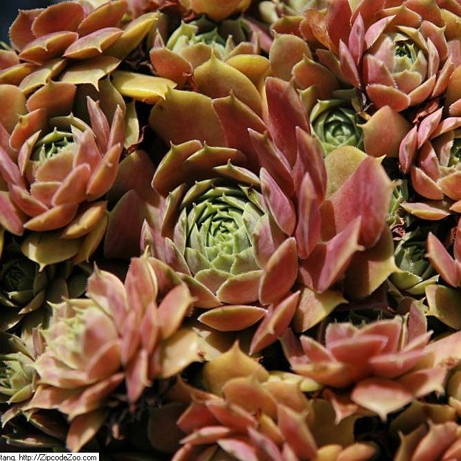 Sempervivum - Silverine Hens and Chicks