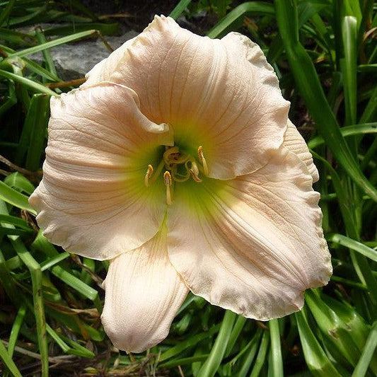 Hemerocallis - Barbara Mitchell Daylily