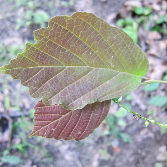 Hamamelis virginiana - Harvest Moon Witch Hazel