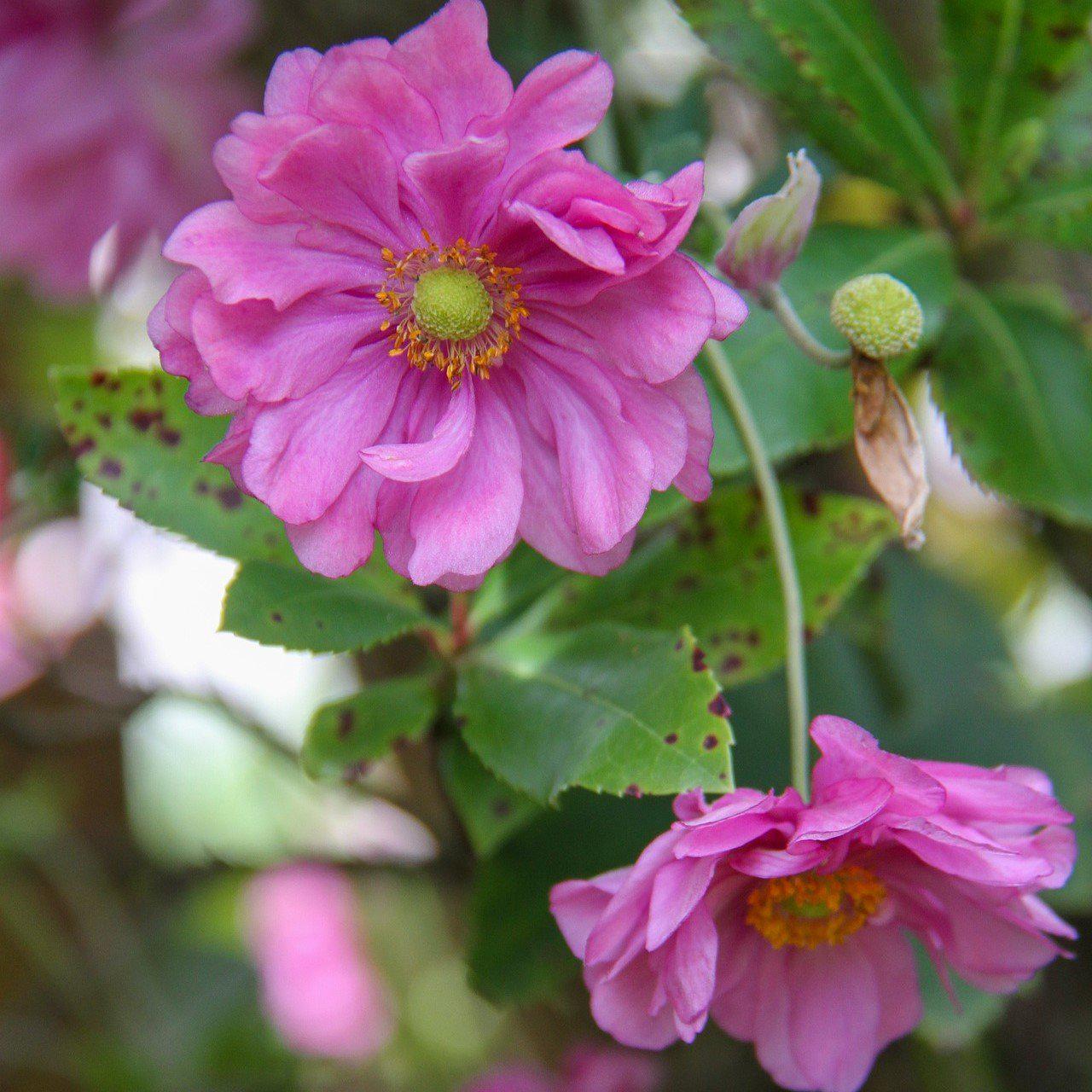Anemone hupehensis - Fantasy™ Pocahontas Anemone