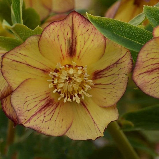 Helleborus - Honeymoon® Tropical Sunset Lenten Rose
