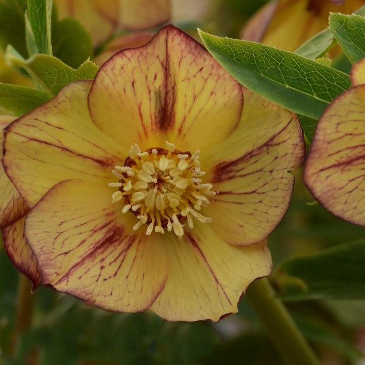 Helleborus - Honeymoon® Tropical Sunset Lenten Rose