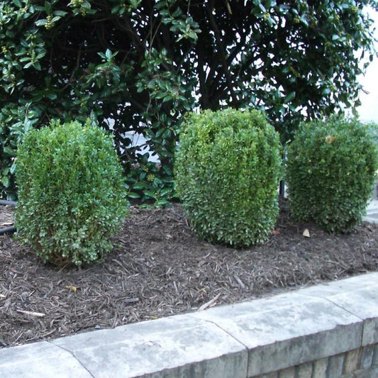 Buxus ‘SB300’ - NewGen™ Freedom® Boxwood