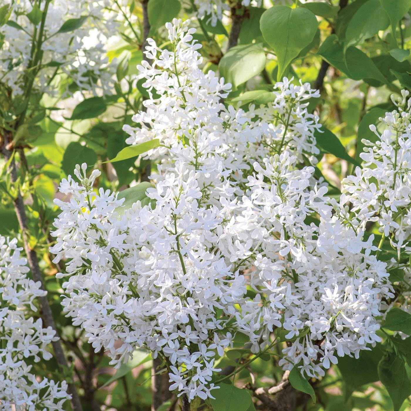 Syringa vulgaris - New Age™ White Lilac