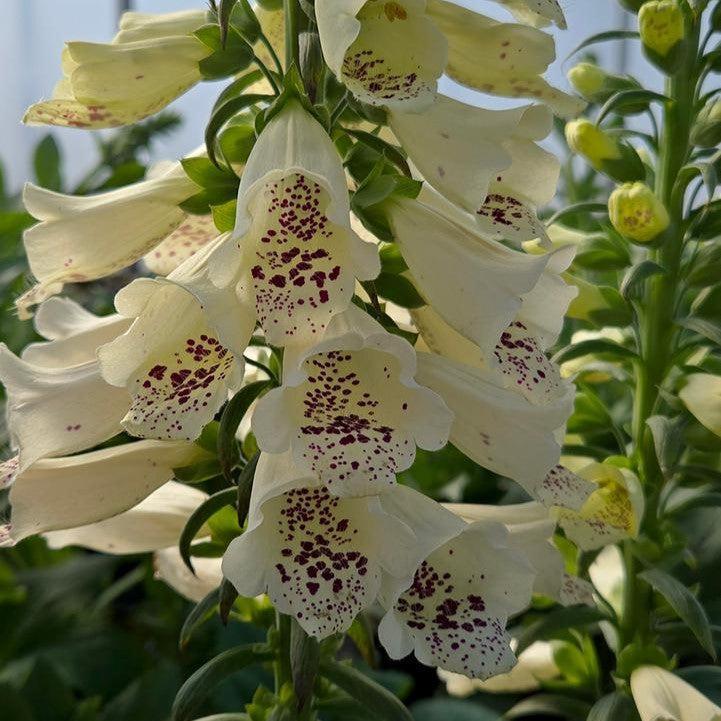 Digitalis purpurea 'Dalmatian Crème' - Dalmatian Crème Foxglove