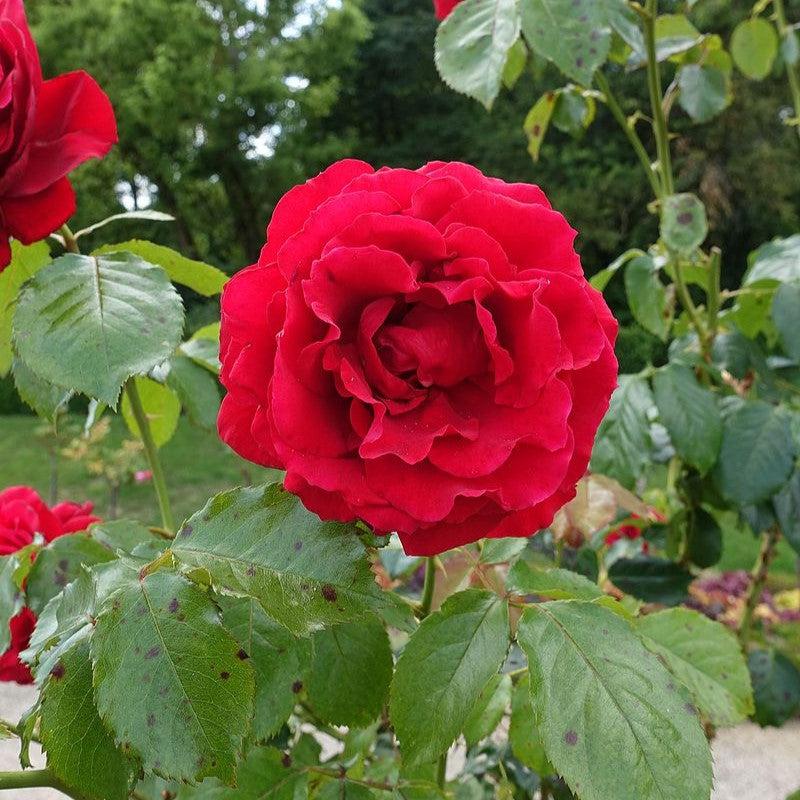 Rosa - True Love™ Rose