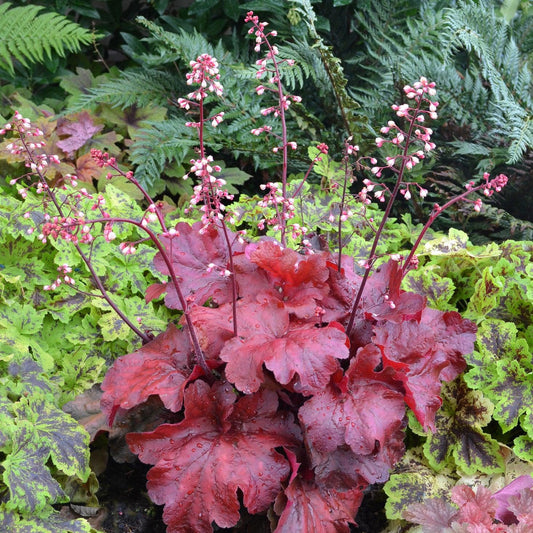 Heuchera x - Fire Alarm Heuchera