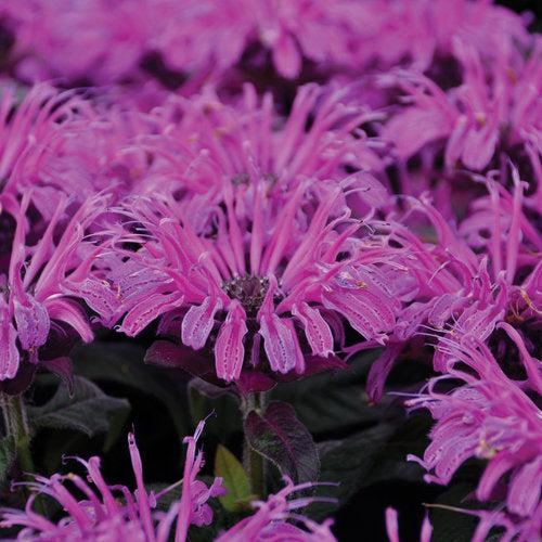 Monarda - PW® Leading Lady Plum Bee Balm