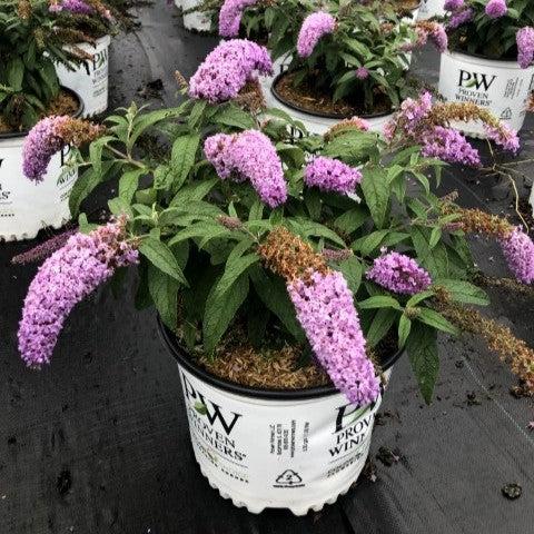 Buddleia x - Pugster® Amethyst Butterfly Bush