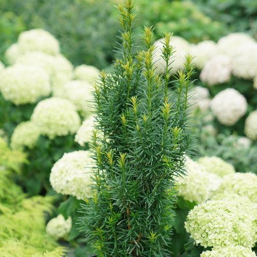 Taxus x media - Stonehenge Skinny® Yew