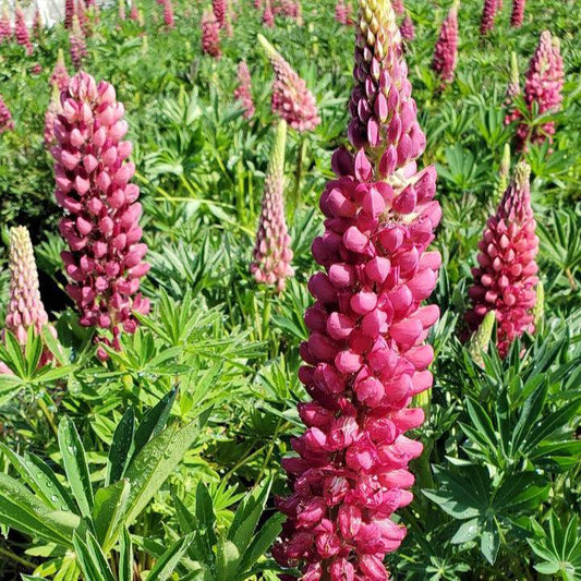 Lupinus - Gallery Red Lupine