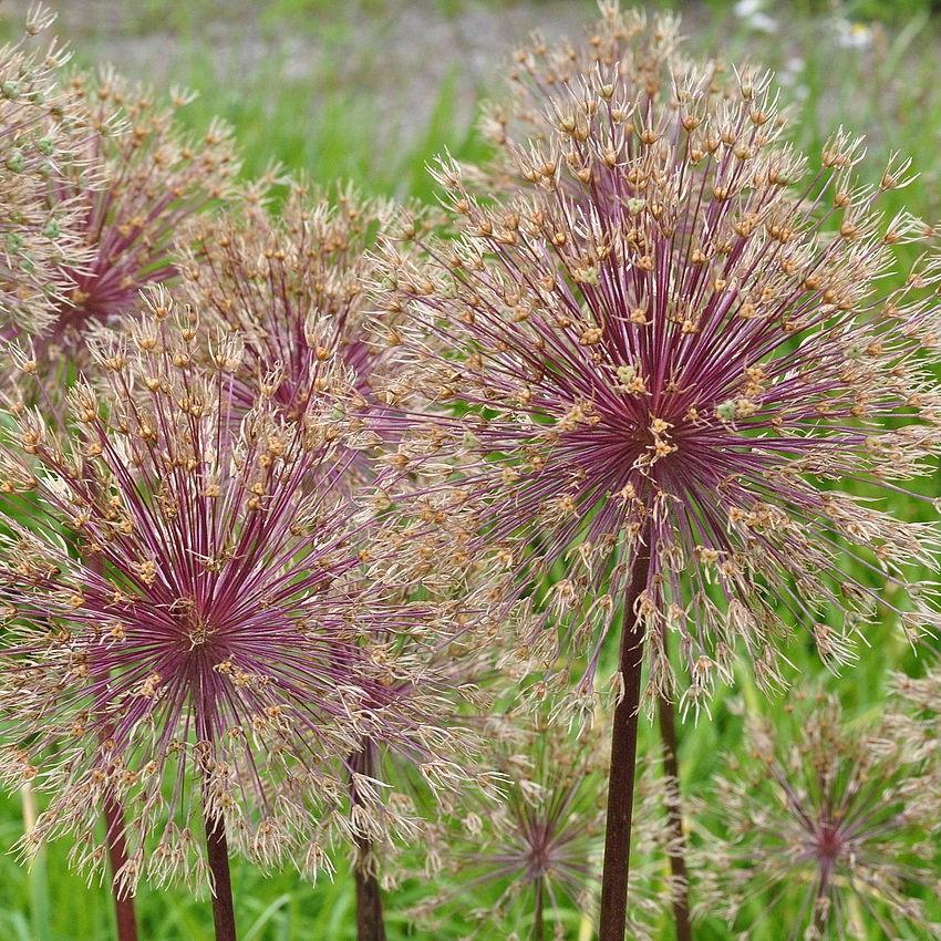 Allium - Globemaster Ornamental Onion