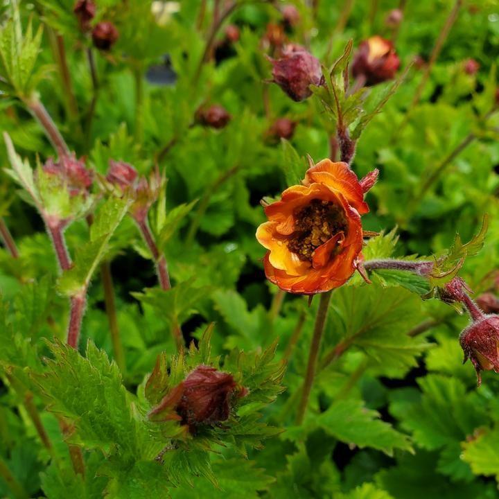 Geum x - Tempo™ Orange Avens