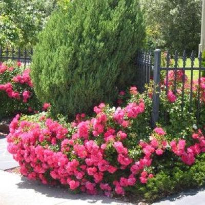Rosa x - Flower Carpet® Pink Rose