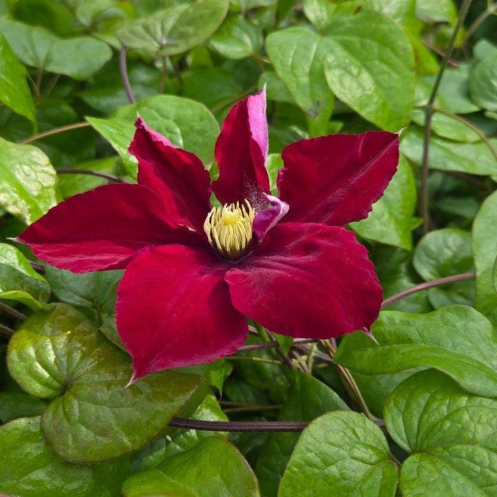 Clematis - Charmaine™ Clematis