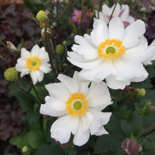 Anemone hupehensis - Fantasy™ Snow Angel Anemone