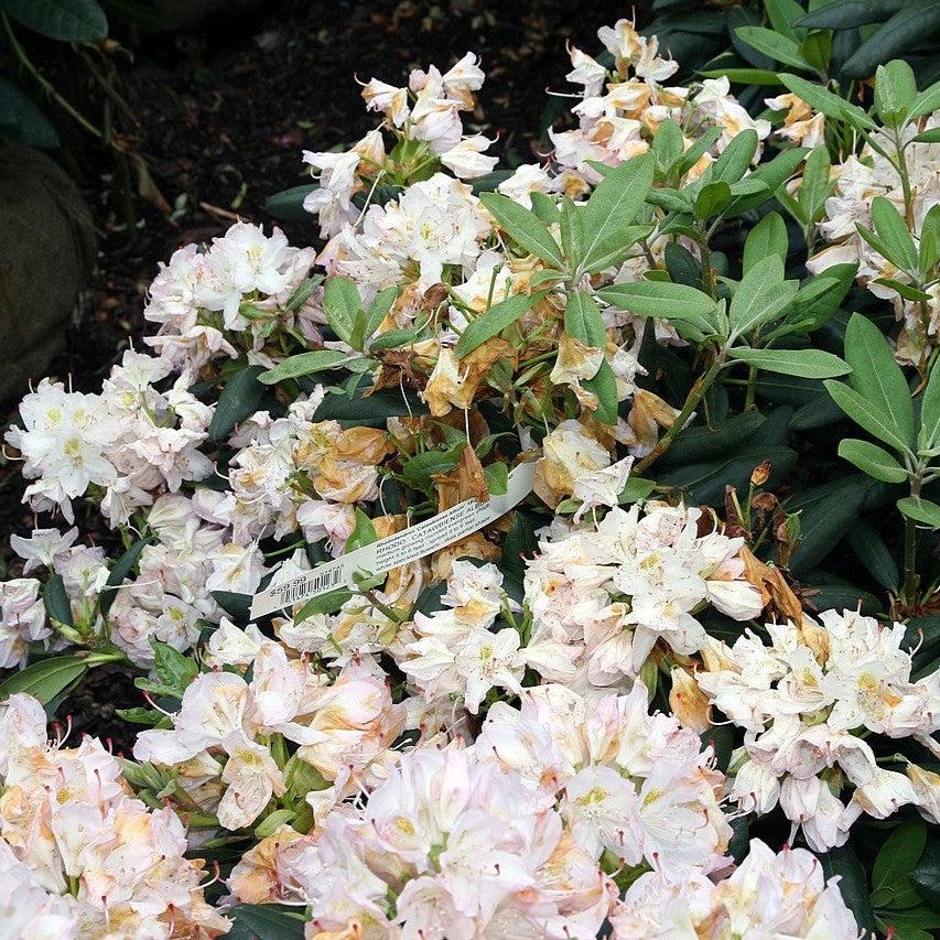 Rhododendron catawbiense - White Catawba Rhododendron