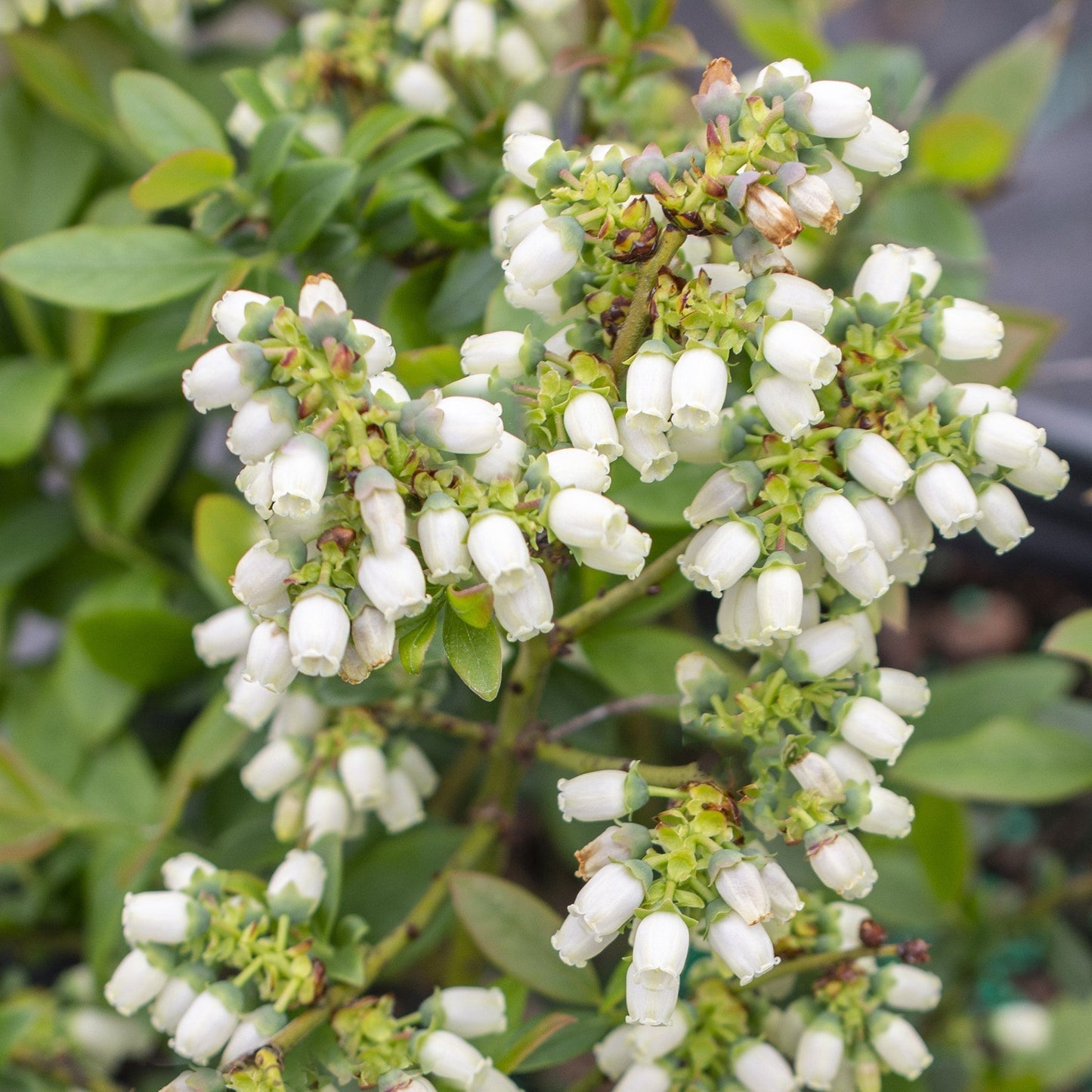 Vaccinium - Bushel and Berry® Perpetua® Blueberry