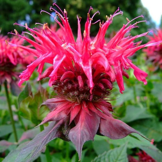 Monarda - Sugar Buzz® 'Cherry Pops' Bee Balm