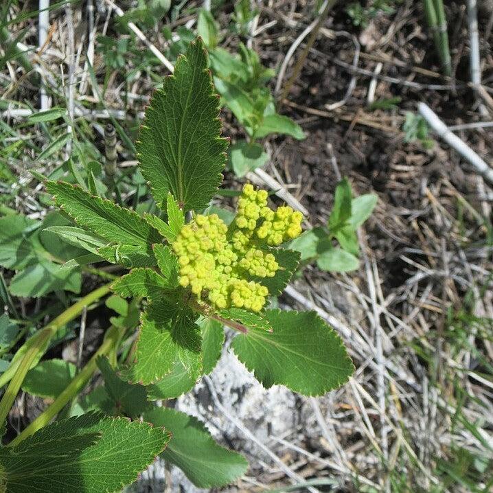 Zizia aptera - Heart Leafed Meadow Parsnip
