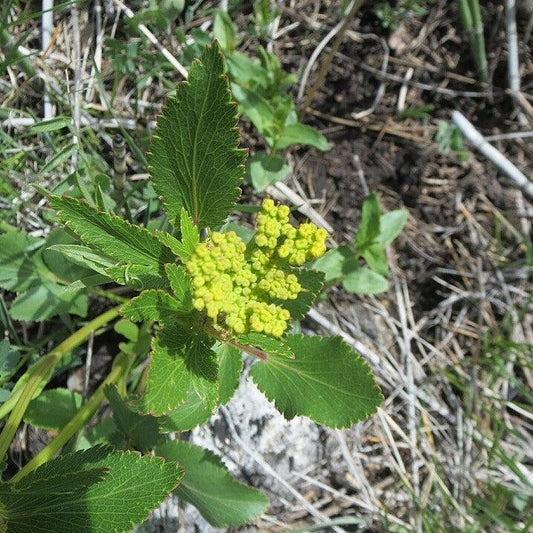 Zizia aptera - Heart Leafed Meadow Parsnip