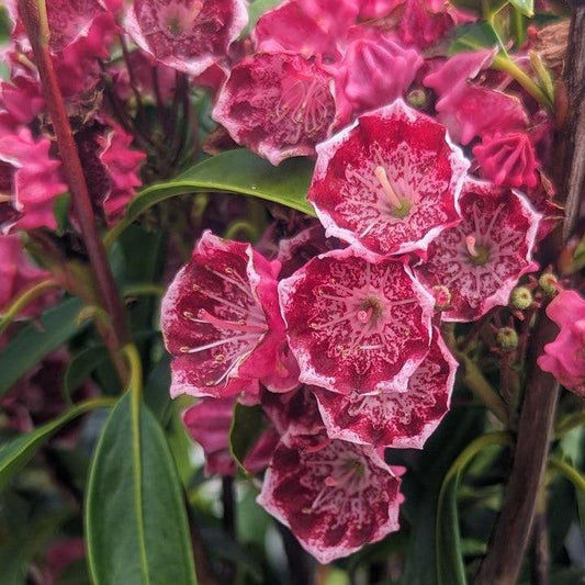 Kalmia latifolia - Kaleidoscope Mountain Laurel