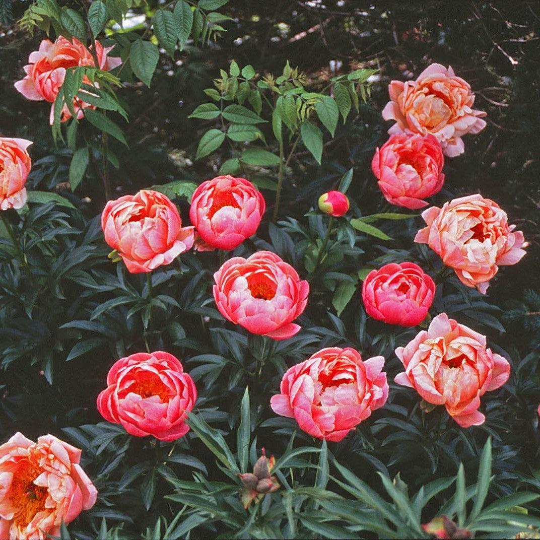 Paeonia lactiflora - Coral Sunset Peony