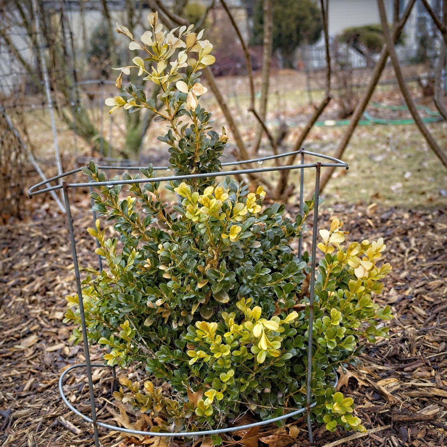 Buxus microphylla var. japonica - Green Beauty Boxwood
