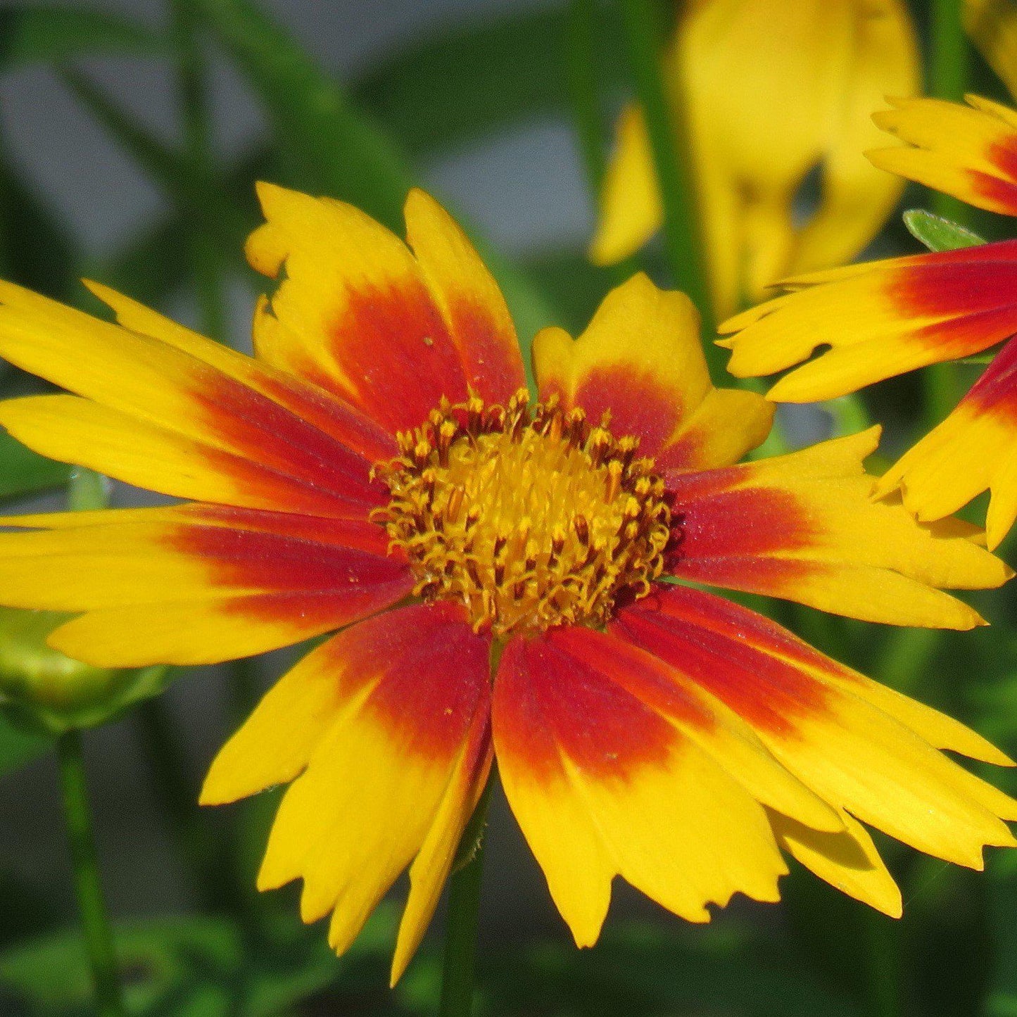 Coreopsis x - Lil' Bang™ Daybreak Tickseed